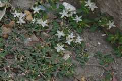 Glinus oppositifolius